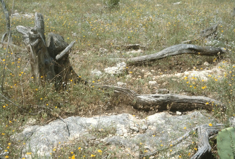Ashe's Juniper photo 5