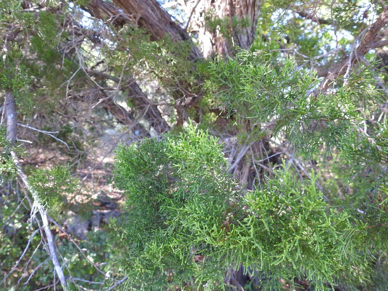 Ashe's Juniper photo 6