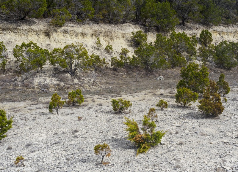 Ashe's Juniper photo 7