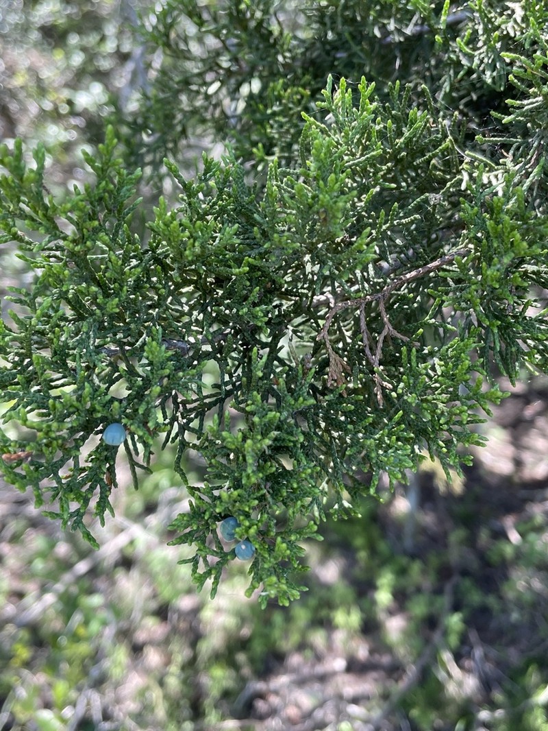 Ashe's Juniper photo 8