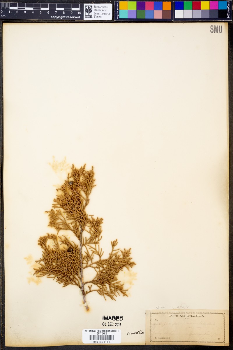 Juniperus ashei var. ashei photo 5