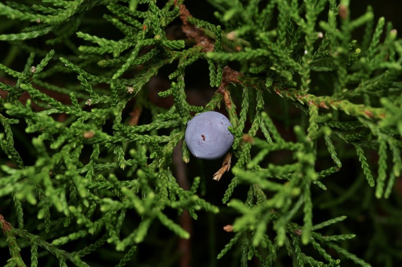 Juniperus ashei var. ashei
