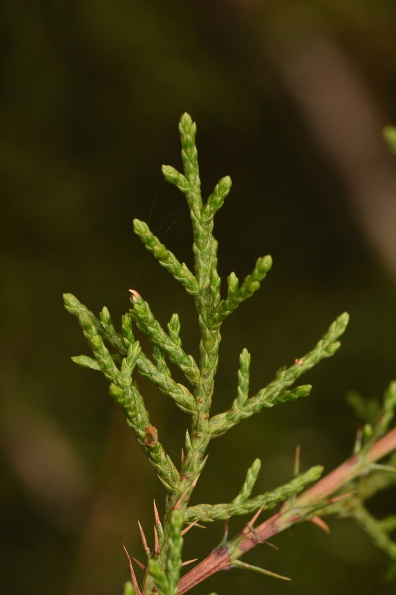 Juniperus ashei var. ashei photo 2