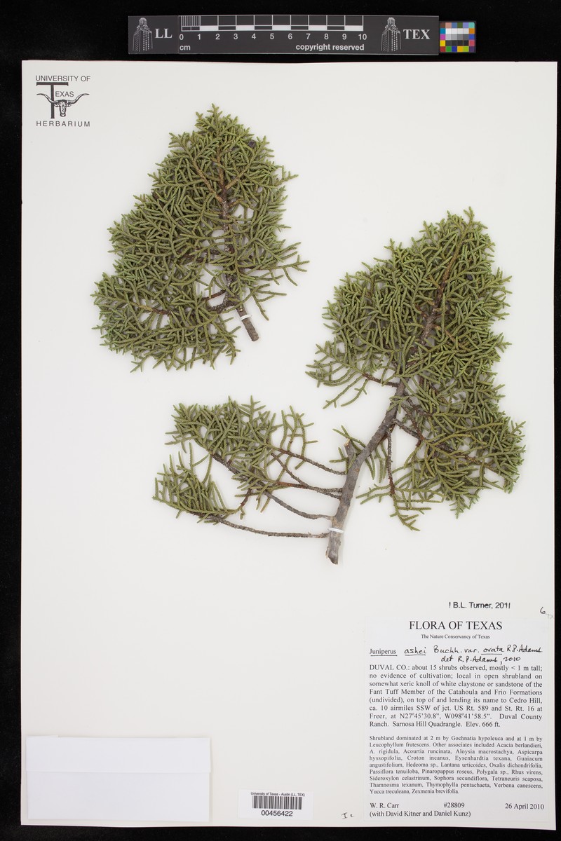 Juniperus ashei var. ovata photo 2