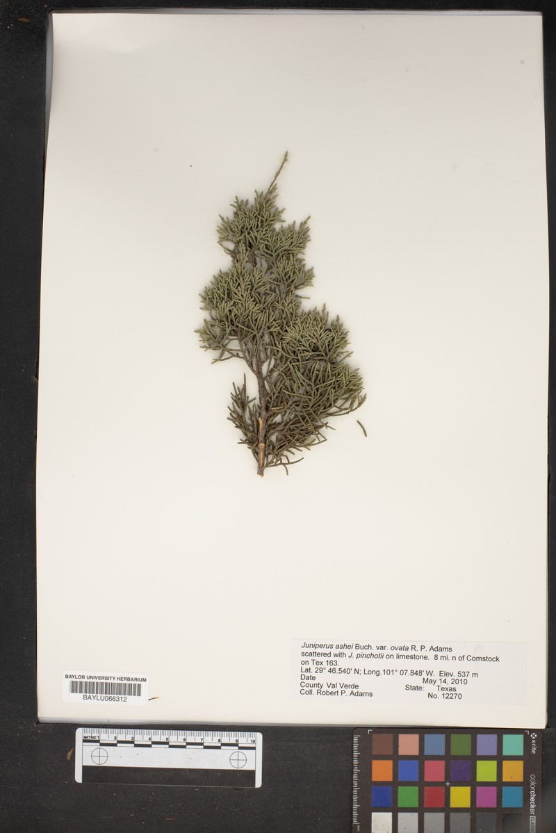 Juniperus ashei var. ovata photo 3