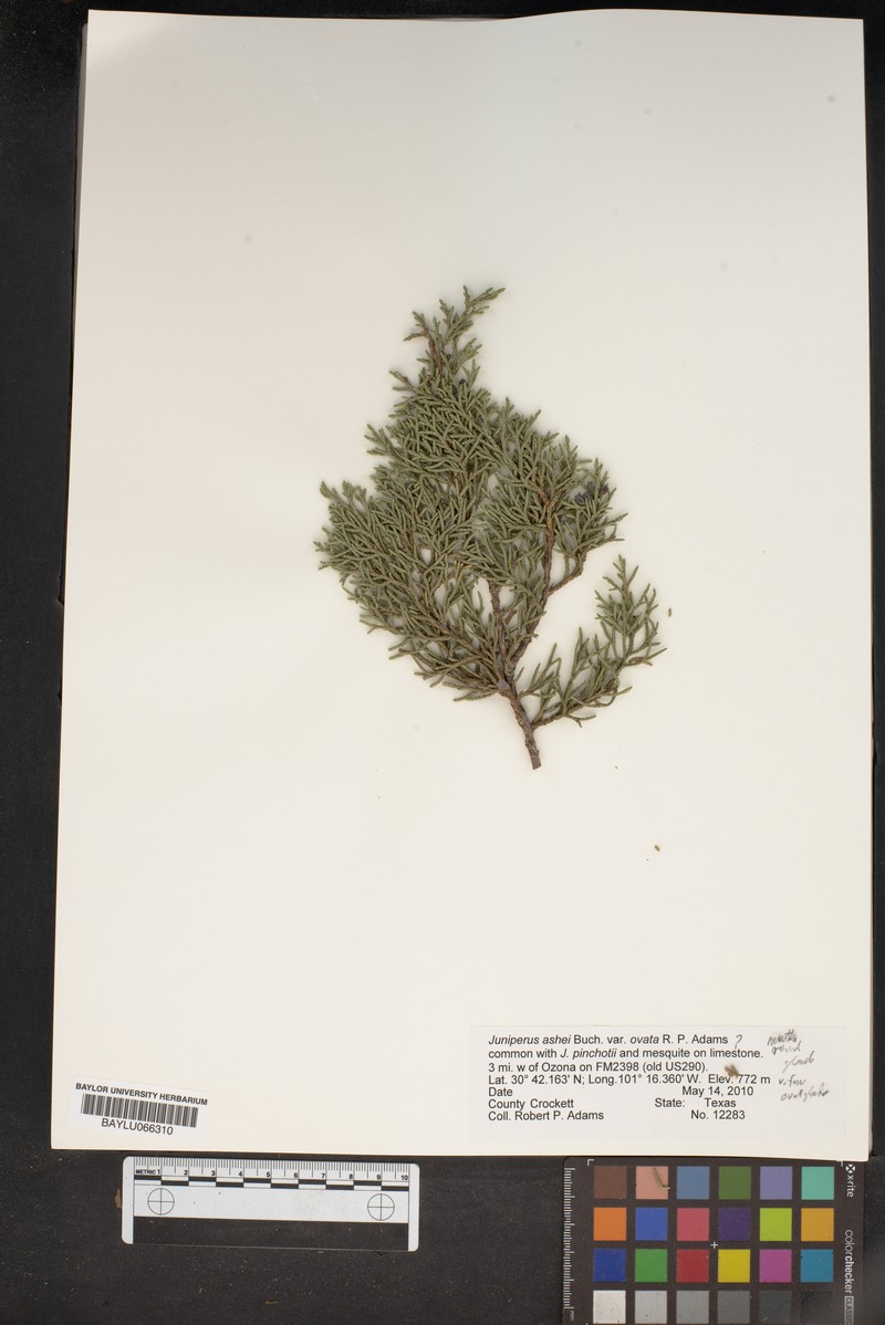 Juniperus ashei var. ovata photo 4