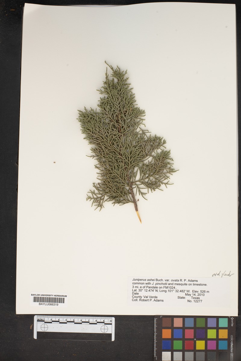 Juniperus ashei var. ovata photo 5