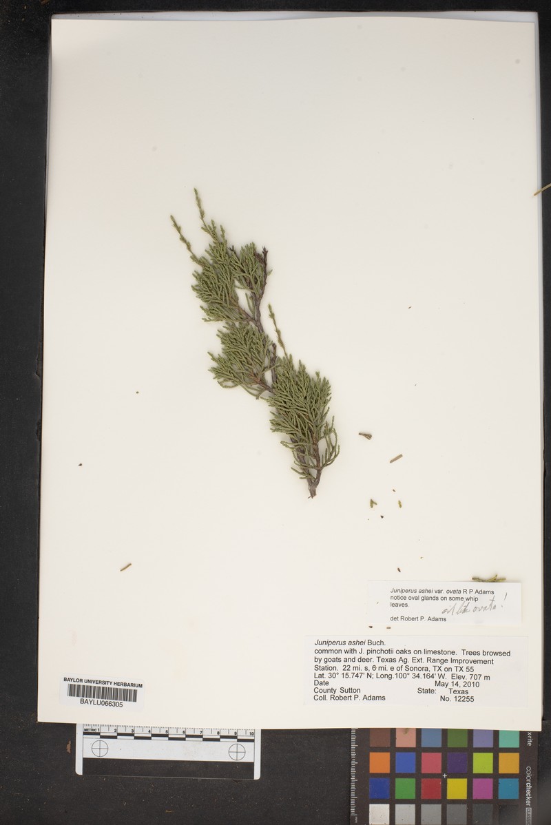 Juniperus ashei var. ovata photo 6