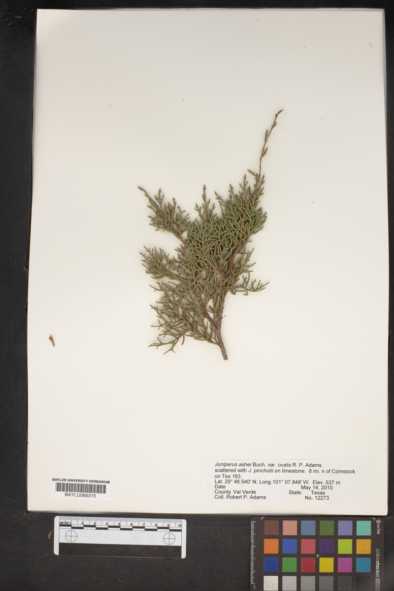 Juniperus ashei var. ovata photo 7