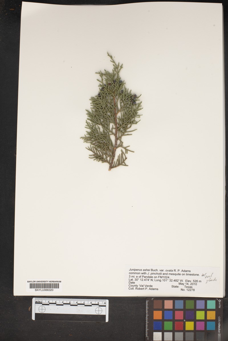 Juniperus ashei var. ovata photo 8