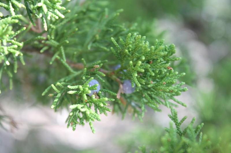 Juniperus ashei var. ovata