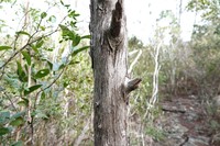 Juniperus barbadensis