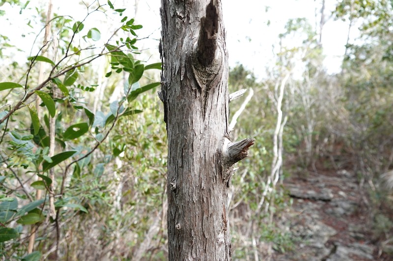 Juniperus barbadensis