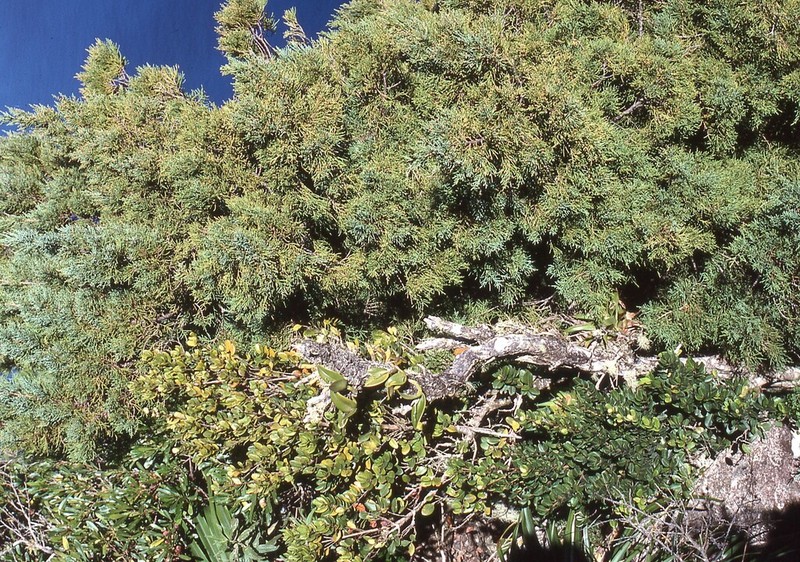 Juniperus barbadensis photo 2