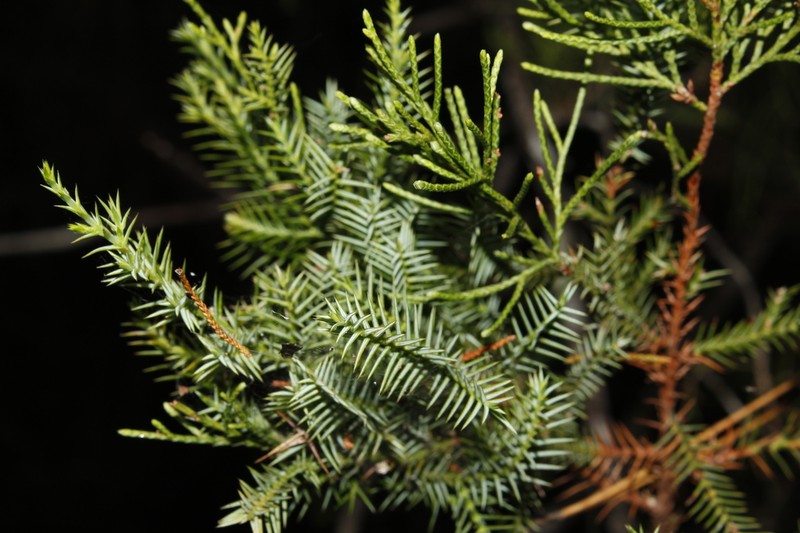 Juniperus barbadensis photo 3
