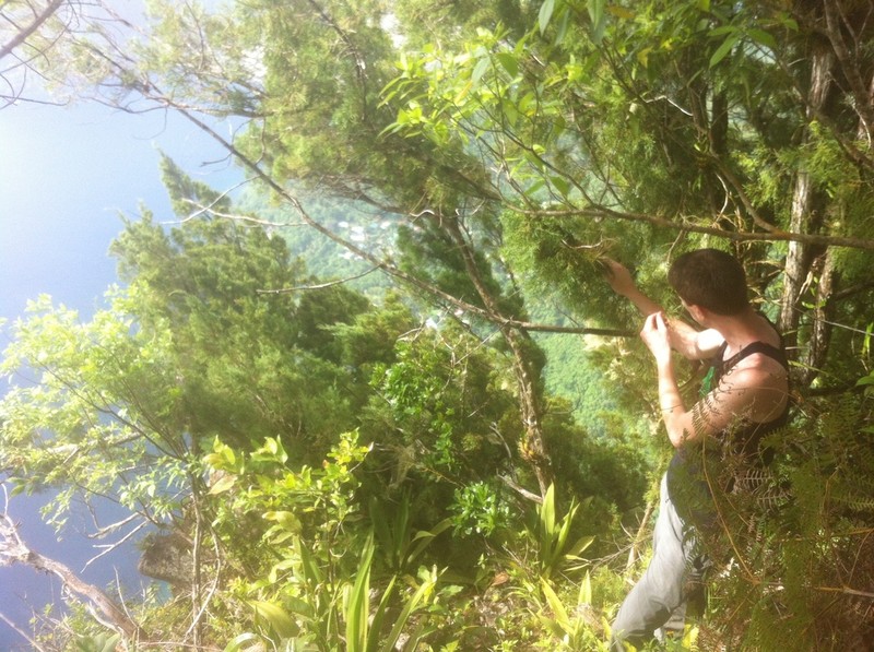 Juniperus barbadensis photo 4