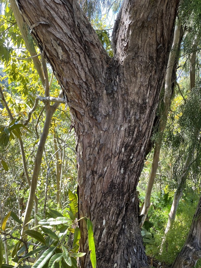 Juniperus barbadensis photo 5