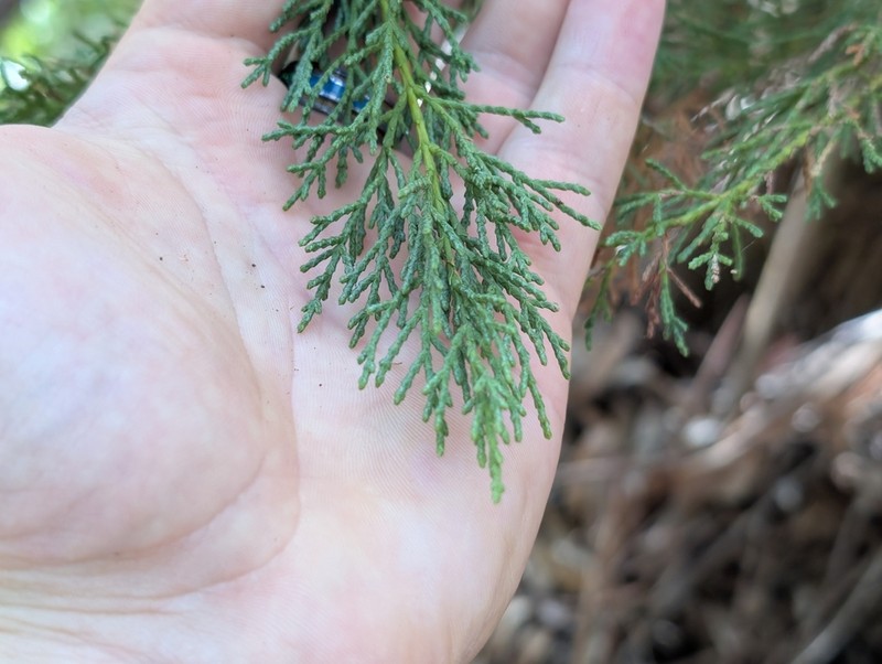 Juniperus barbadensis photo 6