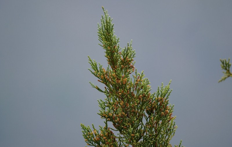 Juniperus barbadensis photo 7
