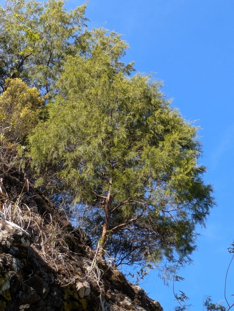 Juniperus barbadensis photo 8