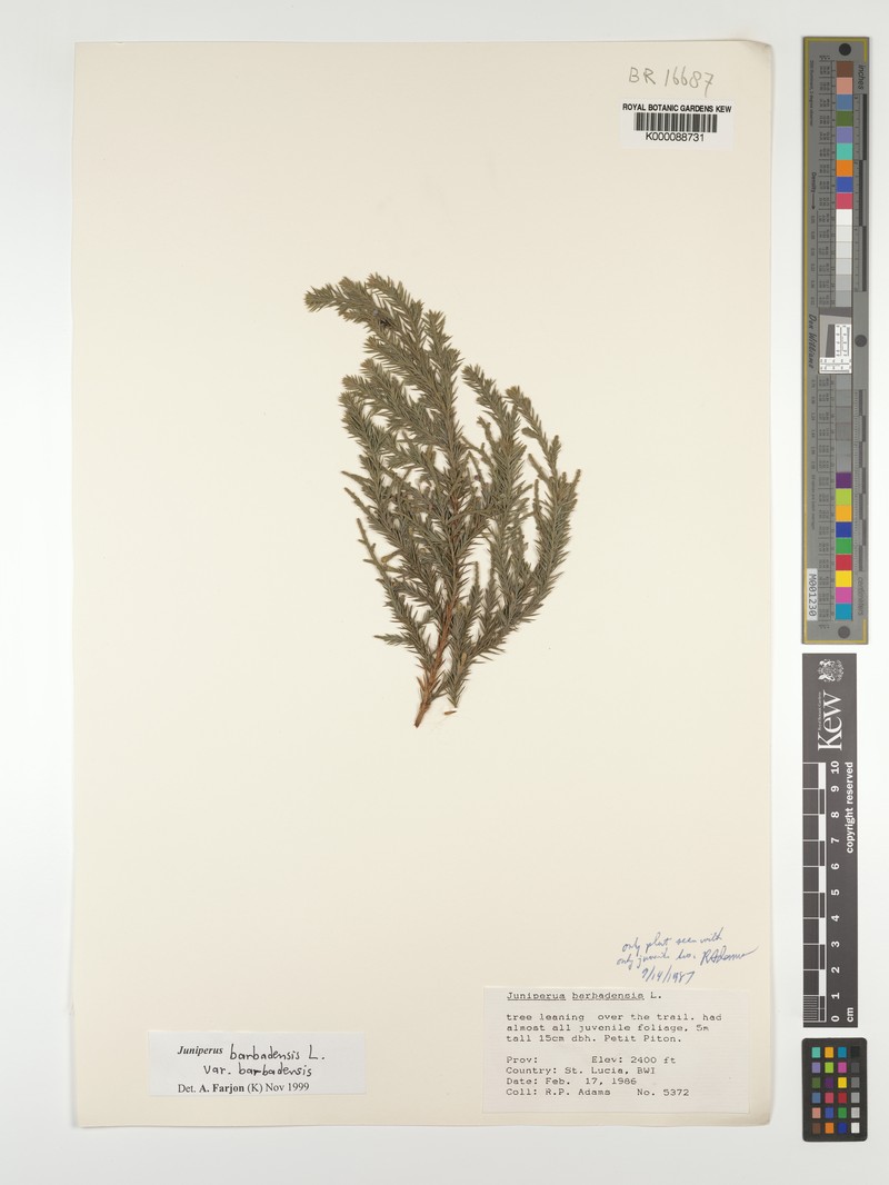 Juniperus barbadensis subsp. barbadensis photo 2