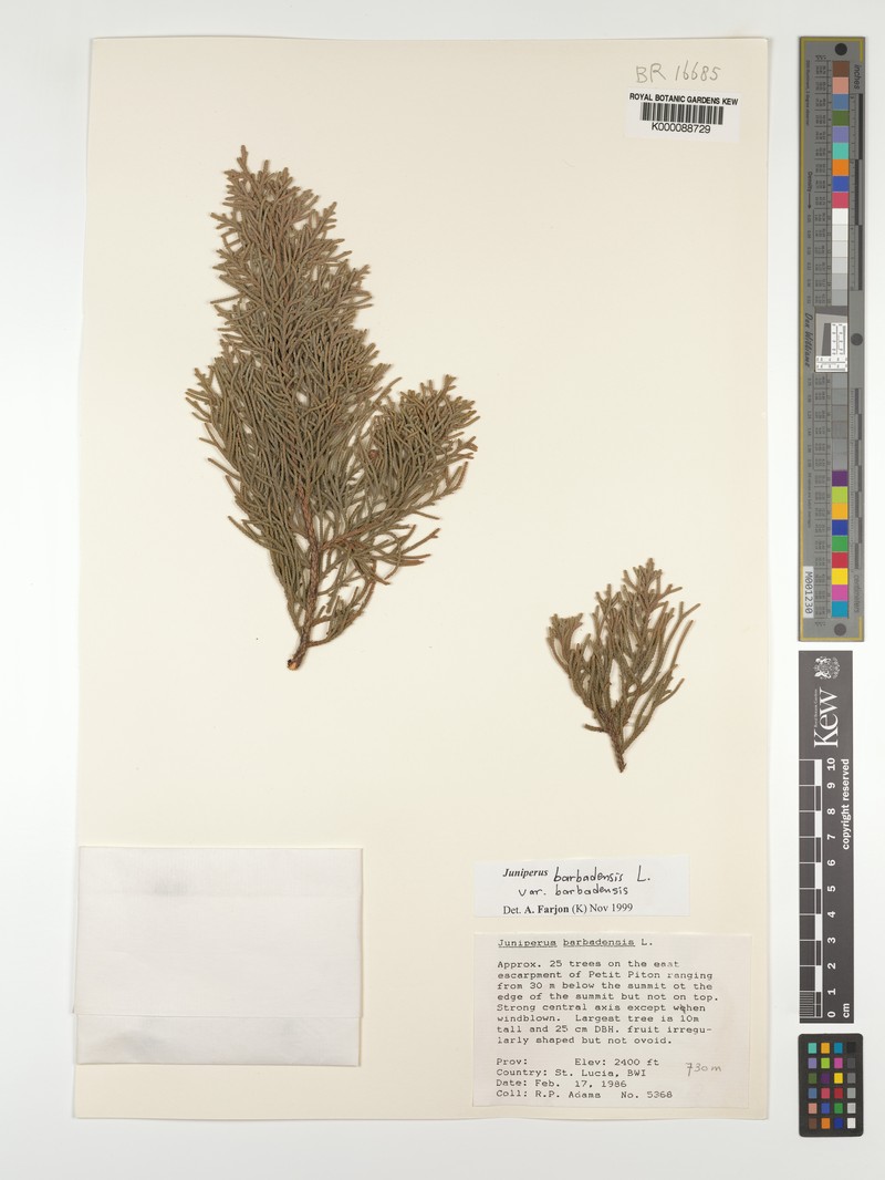 Juniperus barbadensis subsp. barbadensis photo 3