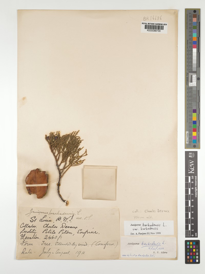 Juniperus barbadensis subsp. barbadensis photo 4