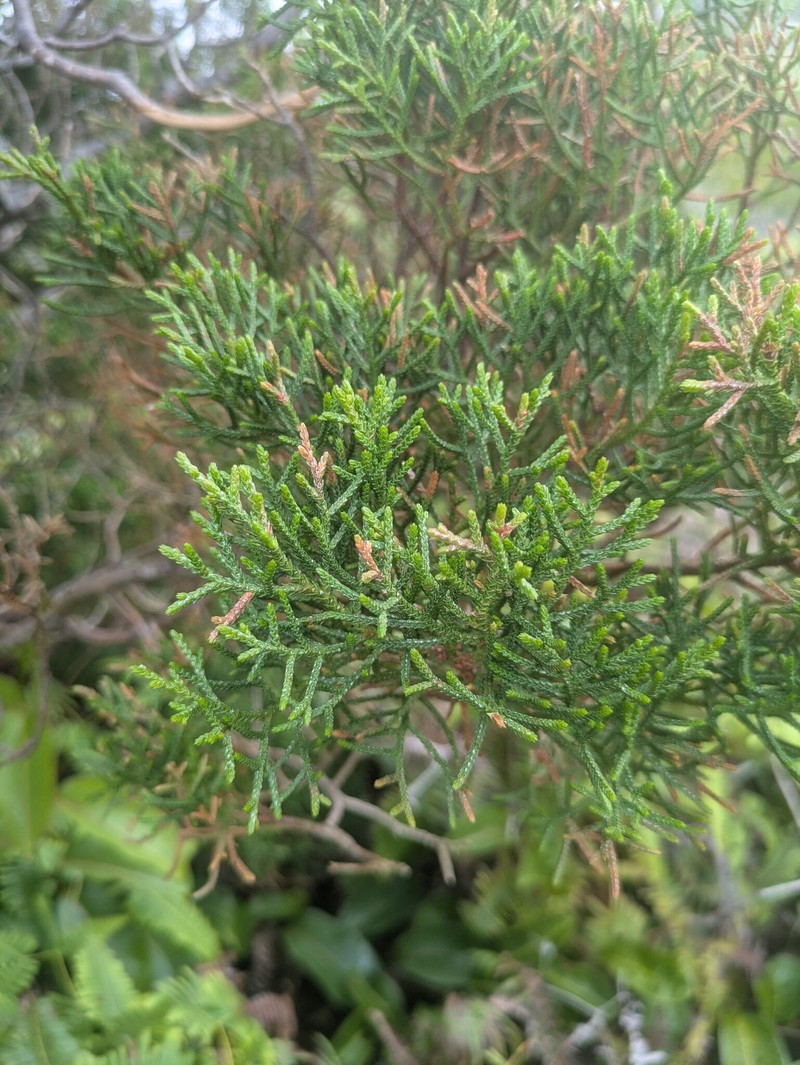 Juniperus barbadensis subsp. lucayana