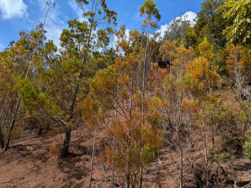 Juniperus barbadensis subsp. lucayana photo 2