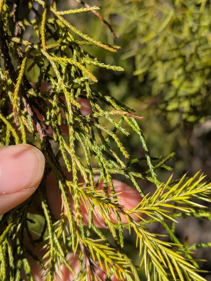 Juniperus barbadensis subsp. lucayana photo 3
