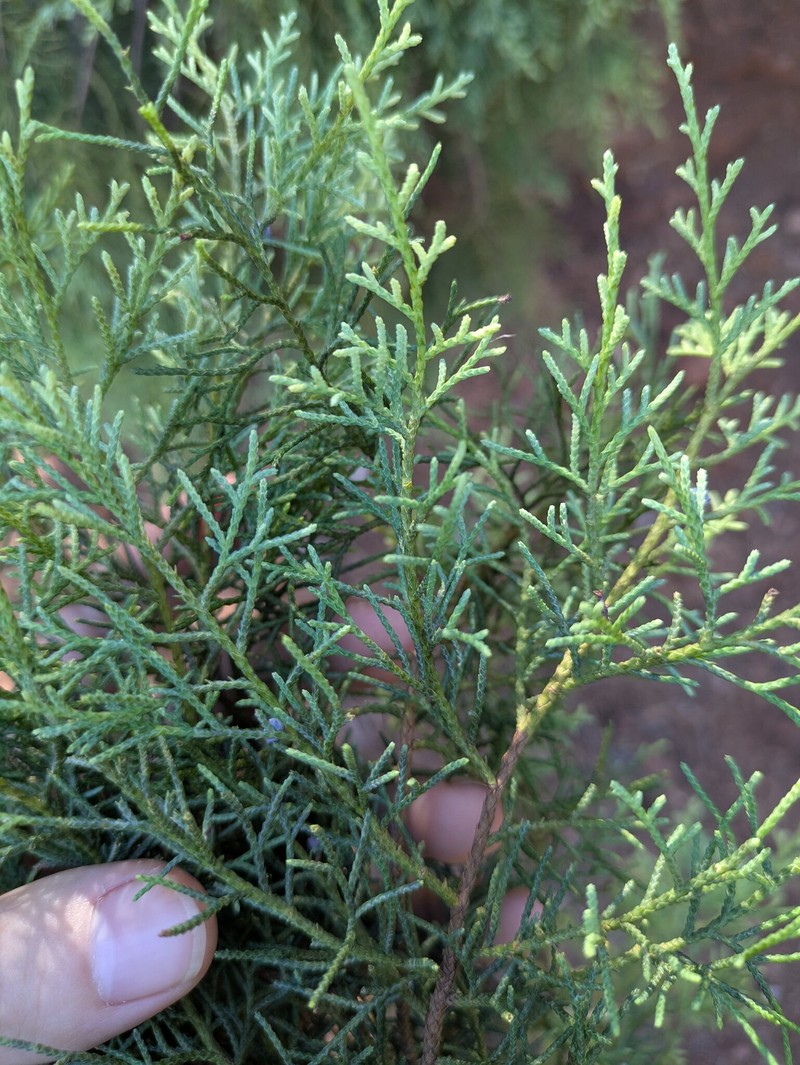 Juniperus barbadensis subsp. lucayana photo 4