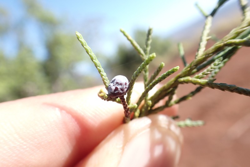 Juniperus barbadensis subsp. lucayana photo 5