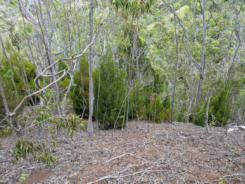 Juniperus barbadensis subsp. lucayana photo 6