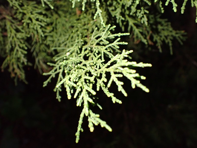 Juniperus barbadensis subsp. lucayana photo 8