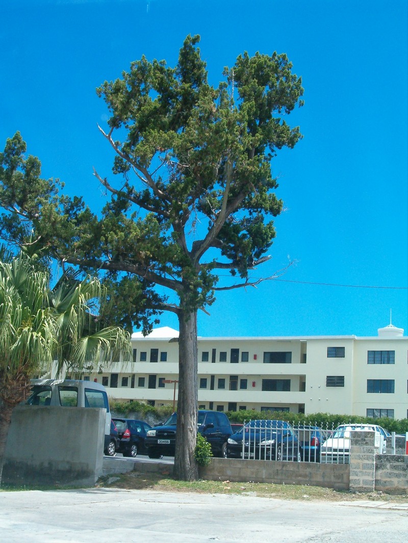 Juniperus bermudiana
