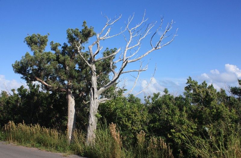 Juniperus bermudiana photo 2