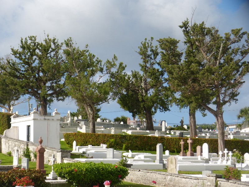 Juniperus bermudiana photo 3