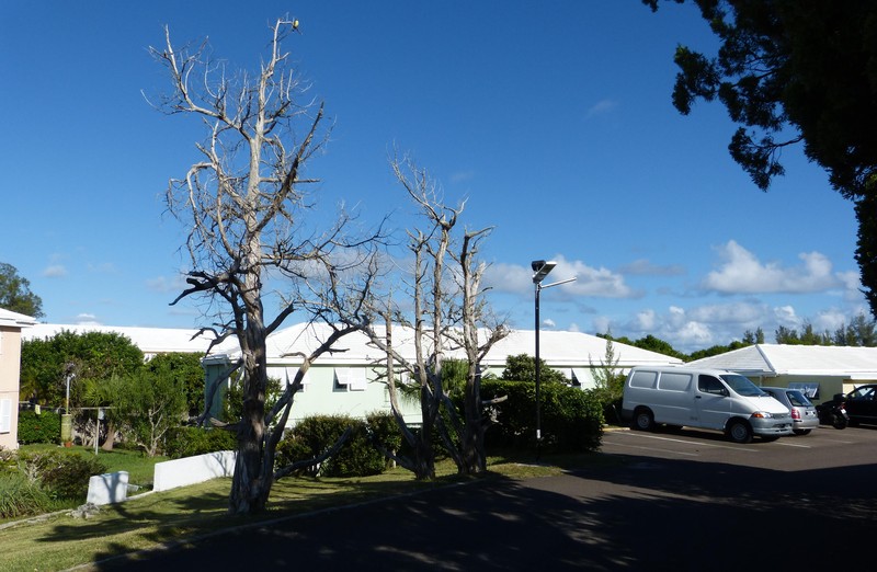 Juniperus bermudiana photo 4