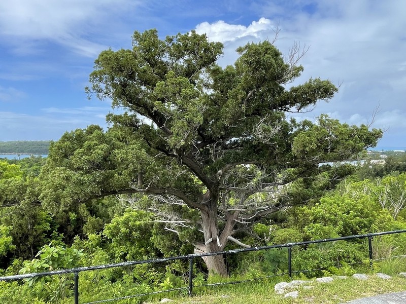Juniperus bermudiana photo 6