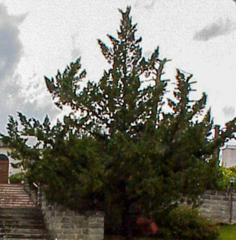 Juniperus bermudiana photo 7