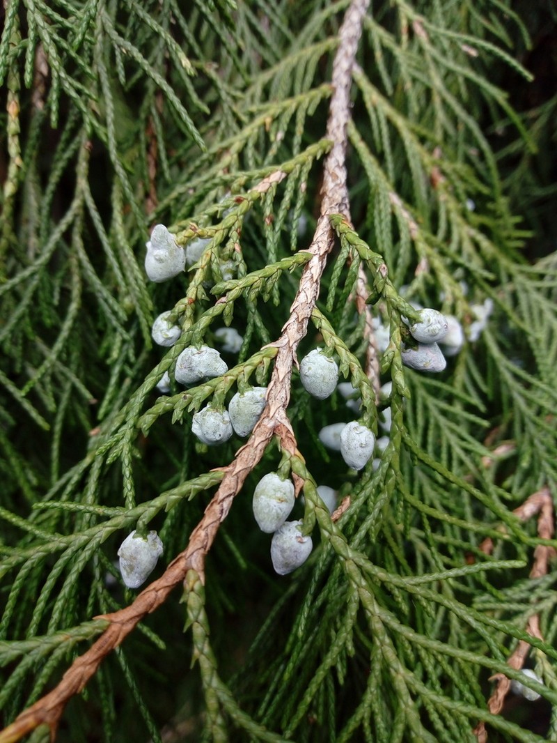 Juniperus blancoi photo 3