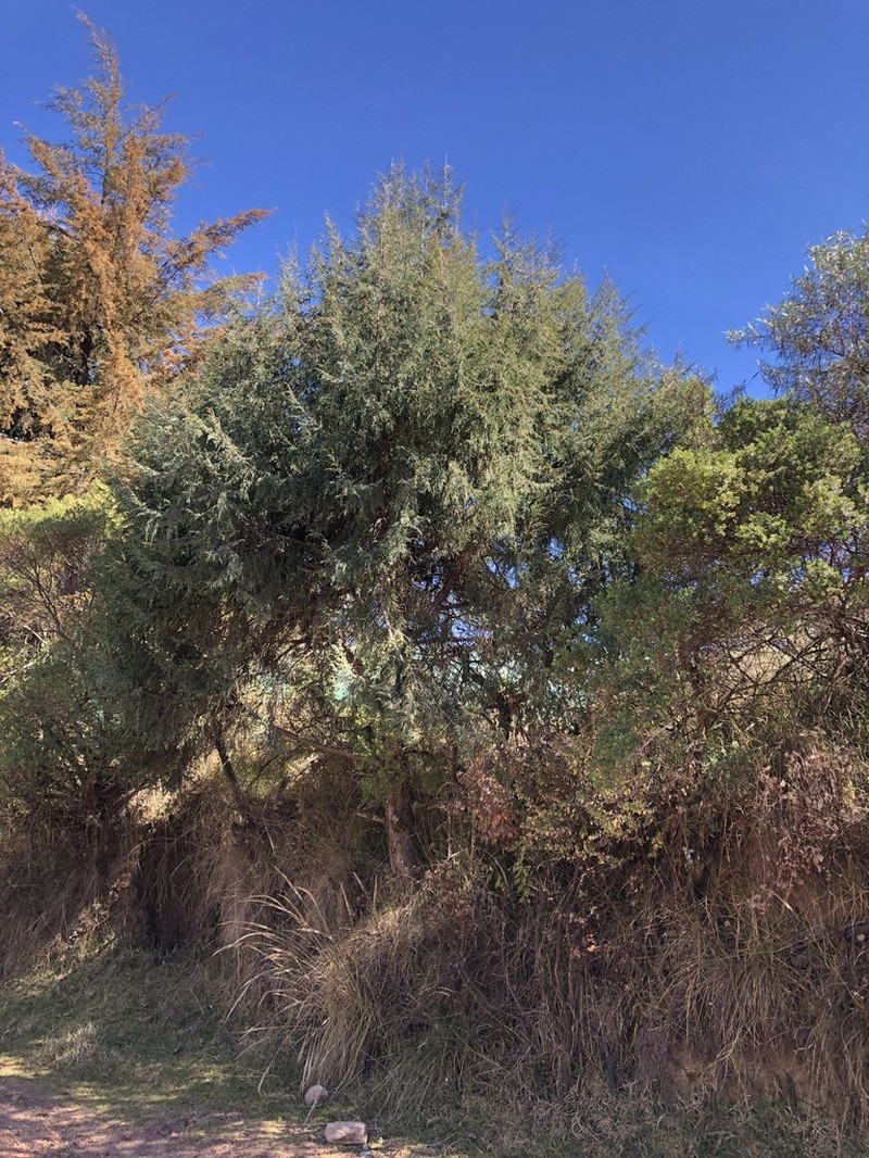 Juniperus blancoi photo 4