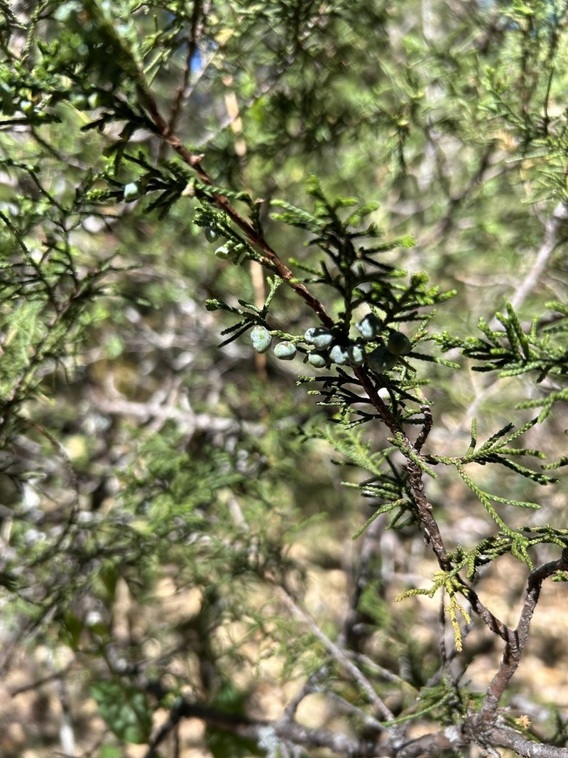 Juniperus blancoi photo 7