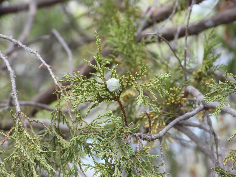 Juniperus blancoi photo 8