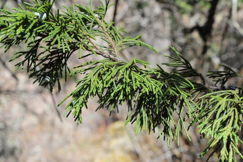 Juniperus blancoi var. blancoi