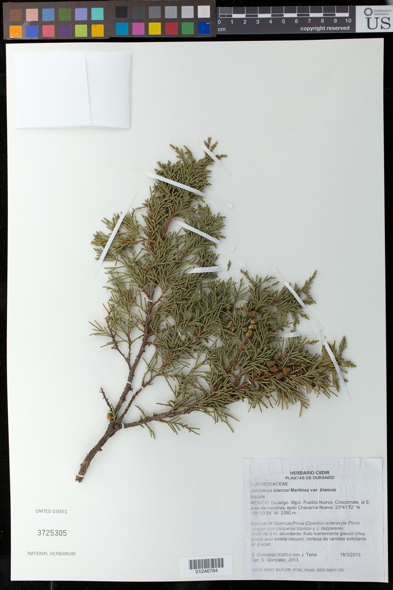 Juniperus blancoi var. blancoi photo 2