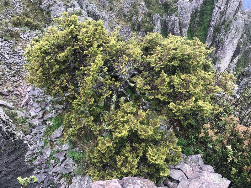 Juniperus blancoi var. huehuentensis