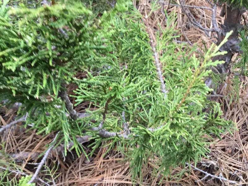 Juniperus blancoi var. huehuentensis photo 2