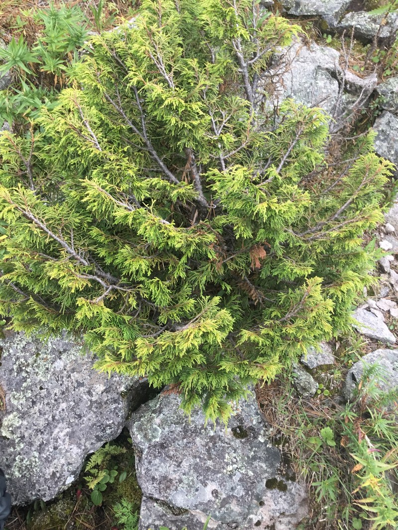 Juniperus blancoi var. huehuentensis photo 3