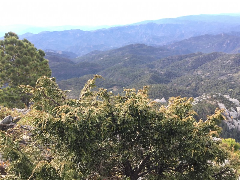 Juniperus blancoi var. huehuentensis photo 4